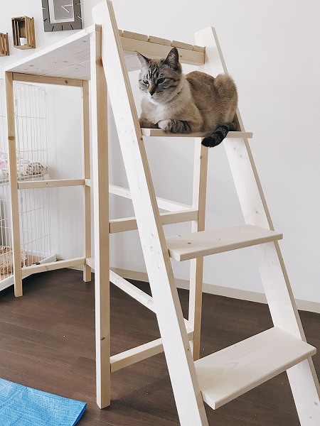 はしごのステップの上で香箱を組んでいる猫