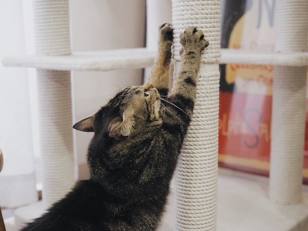 キャットタワーの支柱で爪とぎをしているキジトラ猫