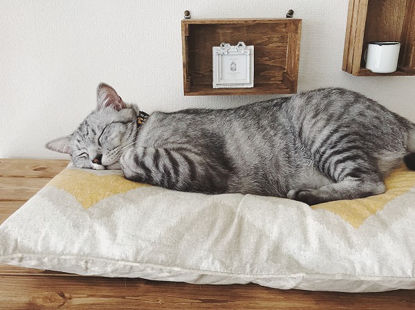 枕ベッドで寝ているサバトラ猫