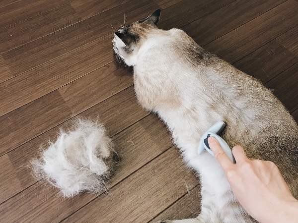 フーリーで猫の毛を刈ってるところ