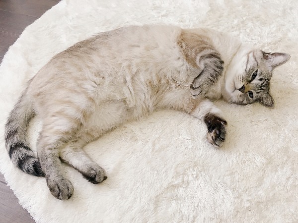 虚ろな目で横になってるシャムトラ猫