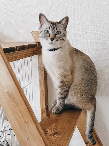 はしごのステップに座っているシャムトラ猫