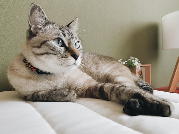 新しいベッドの上でくつろいでいるシャムトラ猫