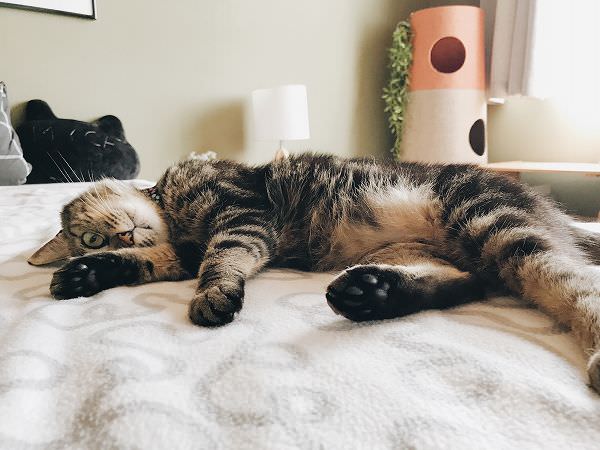 ベッドの上に横たわっているキジトラ猫