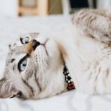 ベッドに横たわっているシャムトラ猫
