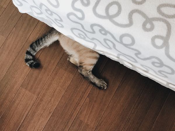 ベッドの下に隠れているシャムトラ猫のお尻としっぽ
