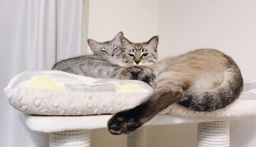 キャットタワーの上で抱き合ってる兄弟猫