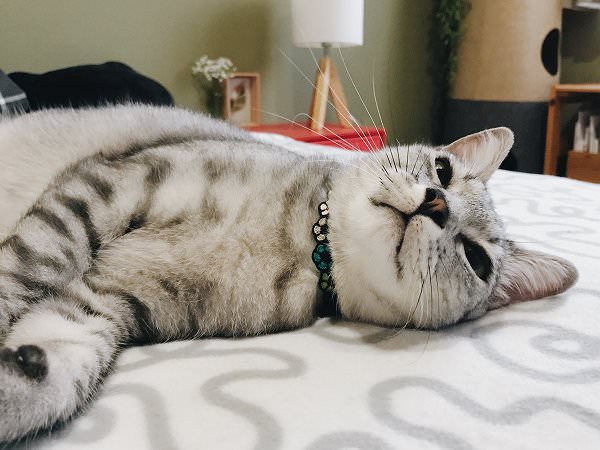ベッドに横たわっているサバトラ猫