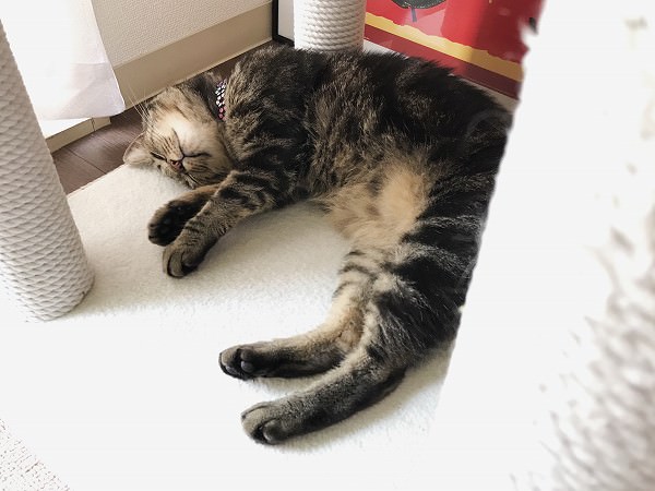 キャットタワーの土台で寝ているキジトラ猫