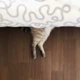 ベッドの下から猫の太ももがはみ出ている