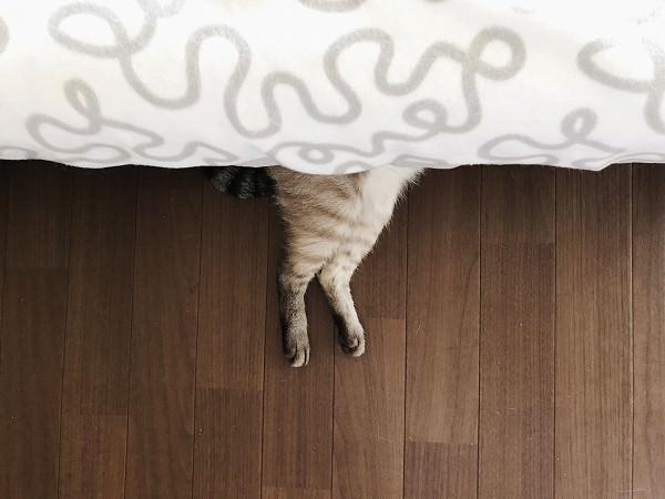 ベッドの下から猫の太ももがはみ出ている