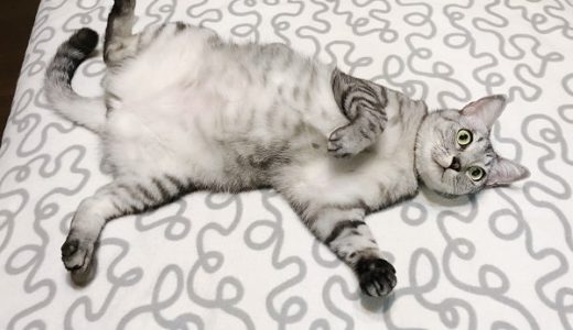 ベッドの上にヘソ天で寝っ転がってるサバトラ猫