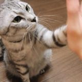 ニンゲンの手のひらに前足でタッチするサバトラ猫