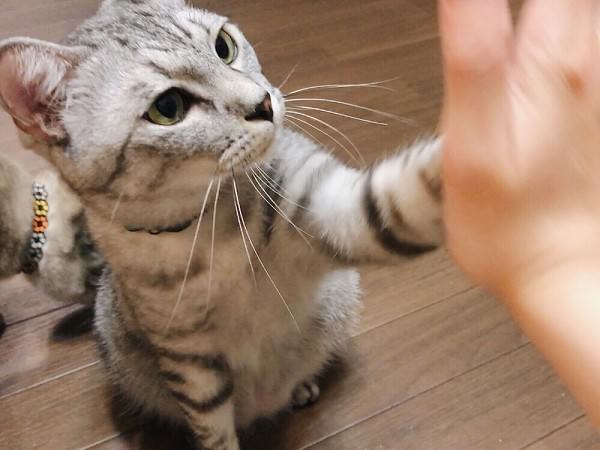ニンゲンの手のひらに前足でタッチするサバトラ猫