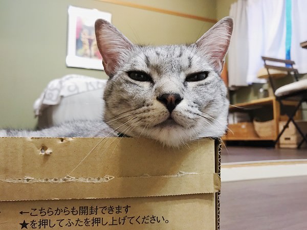 ダンボール箱から顔を出しているサバトラ猫