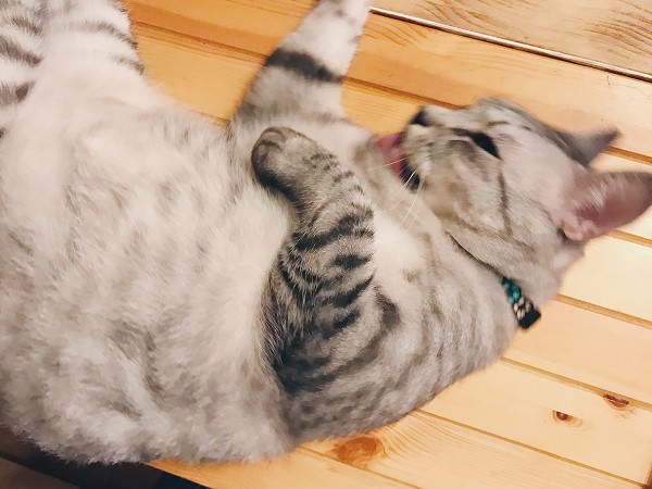 寝っ転がって毛づくろいしてるサバトラ猫