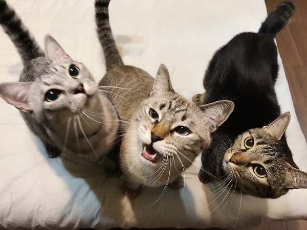 揃って上を見上げている３匹の猫たち