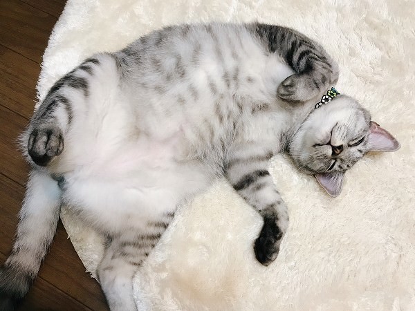 ヘソ天で寝るサバトラ猫