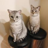 ゴミ箱のフタの上にお行儀よく座っているサバトラ猫とシャムトラ猫