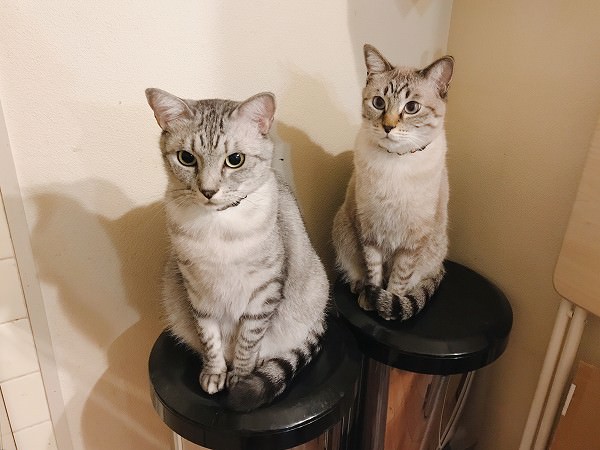 ゴミ箱のフタの上にお行儀よく座っているサバトラ猫とシャムトラ猫