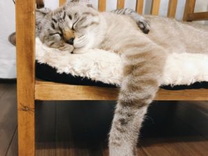 前足をダランと下げて寝ているシャムトラ猫