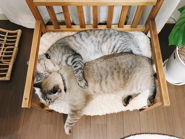 仲良く並んで寝ている２匹の猫