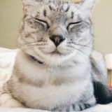 恵比寿顔のサバトラ猫