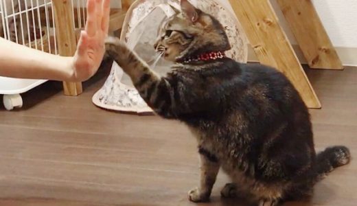 猫にハイタッチを教える方法