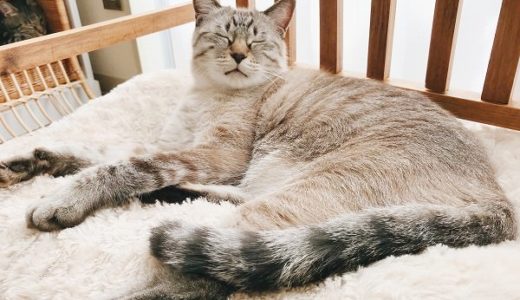 ふかふかベッドに横たわっているシャムトラ猫