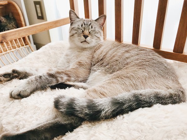 ふかふかベッドに横たわっているシャムトラ猫