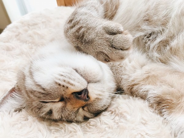 シャムトラ猫の寝顔