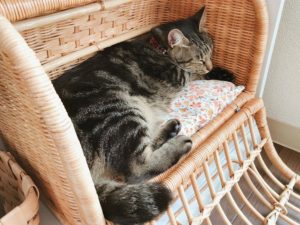 バスケットキャリーの中で寝ているキジトラ猫