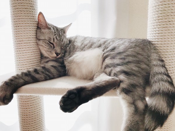 キャットタワーの上で変な体勢で寝ているサバトラ猫