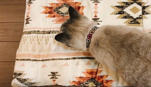 ニトリの長座布団は猫たちの冬のマストアイテム