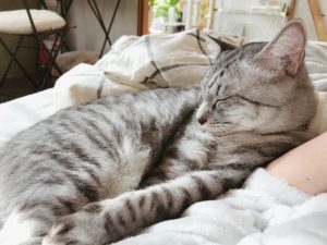 寝ているニンゲンに寄り添っているサバトラ猫