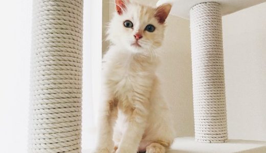 キャットタワーの上にいるクリーム色の子猫