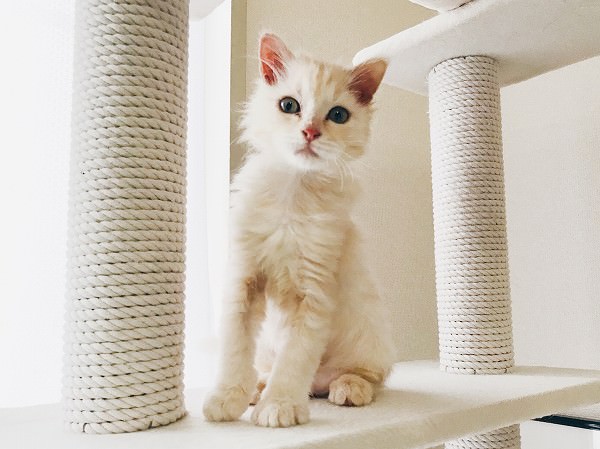 キャットタワーの上にいるクリーム色の子猫