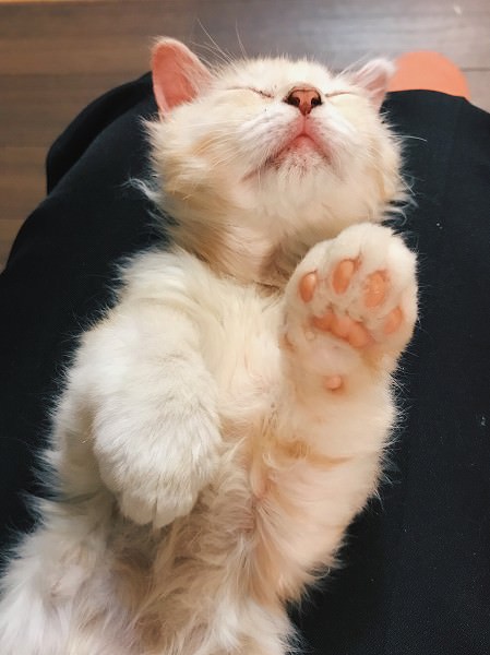 子猫の寝顔とサーモンピンクの肉球