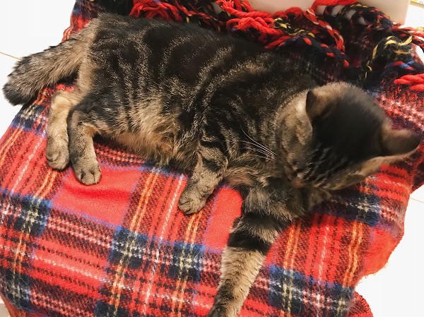 電気毛布の上で毛づくろいしているキジトラ猫