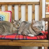 電気毛布の上で暖まっている２匹の猫