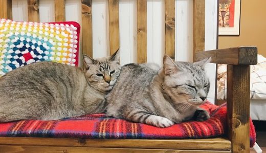 電気毛布の上で暖まっている２匹の猫