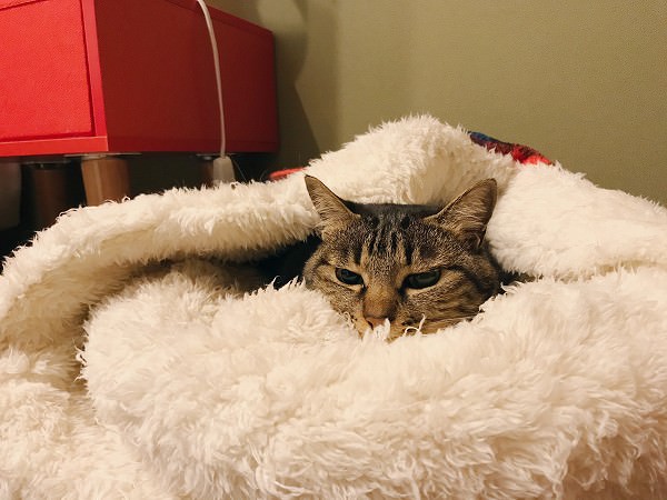 ふわふわの寝袋にすっぽり包まれているキジトラ猫