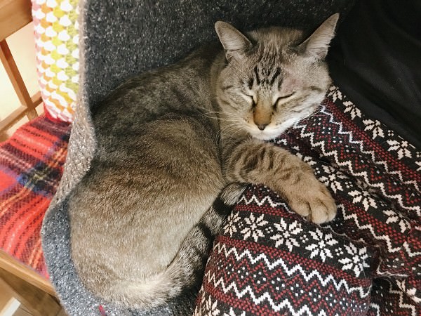 ニンゲンの脚に抱きついて寝ているシャムトラ猫