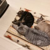 ストーブの前で寝そべっている３匹の猫たち