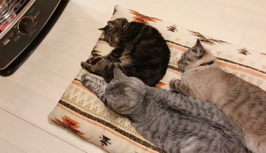 ストーブの前で寝そべっている３匹の猫たち