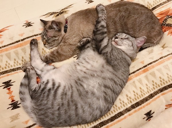 シャムトラ猫に抱きついて寝ているサバトラ猫