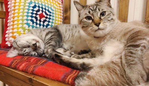 カメラ目線のシャムトラ猫と、寝ているサバトラ猫