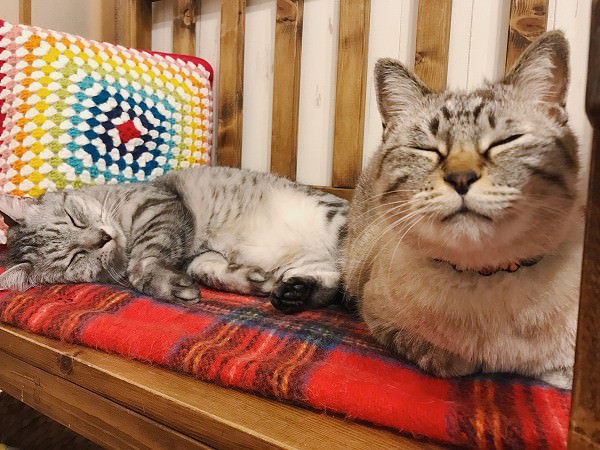 香箱座りしているシャムトラ猫と、寝ているサバトラ猫