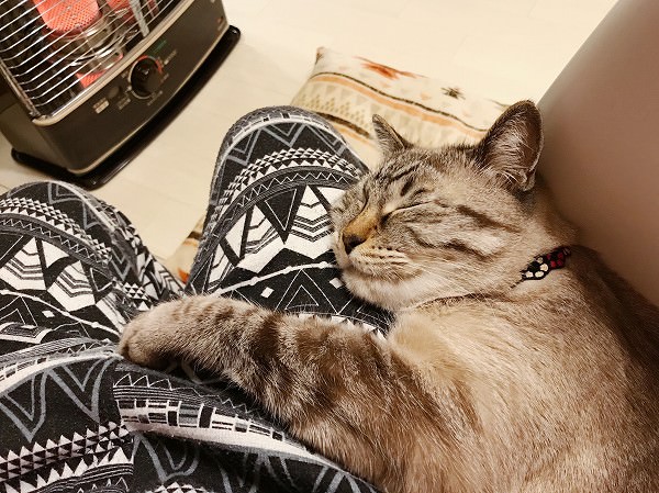 飼い主の太ももに抱きついて眠るシャムトラ猫