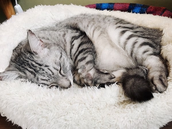寝袋の上で寝ているサバトラ猫